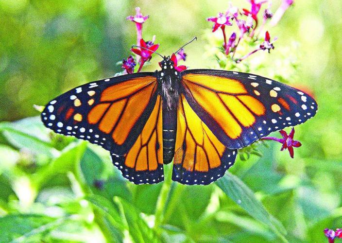 Butterflies are free… Home/Garden