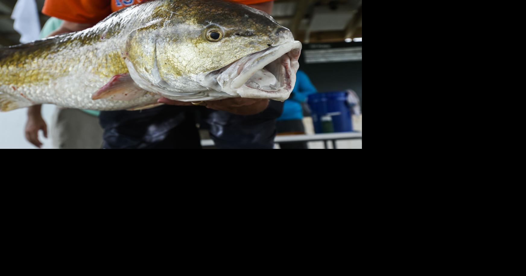 Are Louisiana’s redfish numbers declining? Some anglers raise alarm.