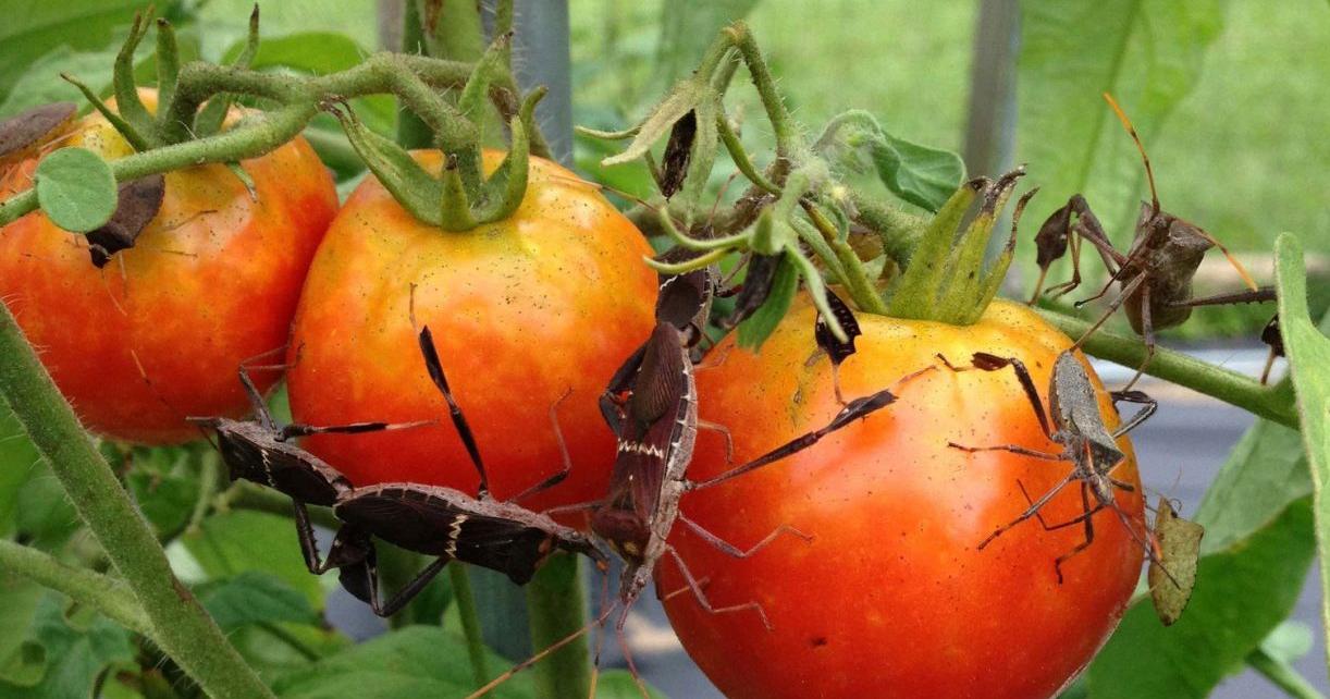 Protecting tomatoes from bugs is tough: Dan Gill explains | Home/Garden - Vimarsana News