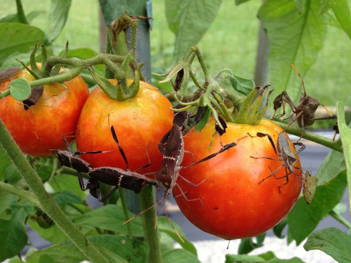 Protect Your Tomato Plants from Herbicides and Wimpy Top Syndrome
