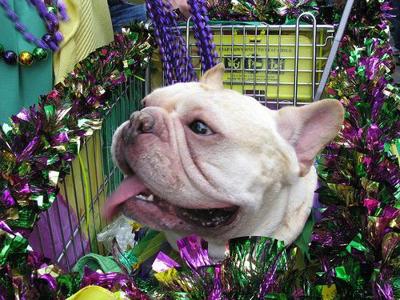 All Dogs Go to Mardis Gras: Photos and Video_lowres