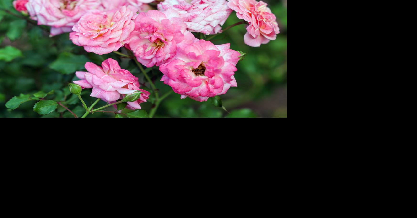 Drift roses are colorful, hardy additions to Louisiana landscapes in fall and through winter