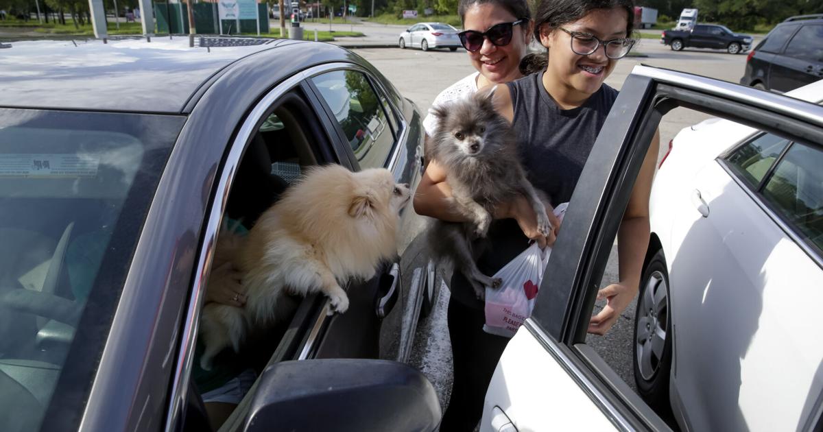 Things to consider before taking pets on vacation | Entertainment/Life Things to consider before taking pets on vacation | Entertainment/Life