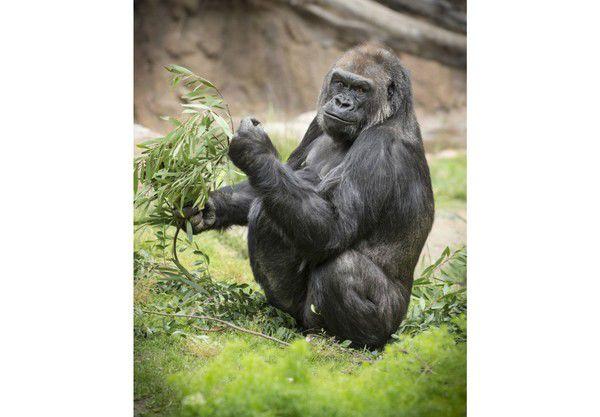 New Female Gorilla With Quirky Spirit Settles Into Audubon