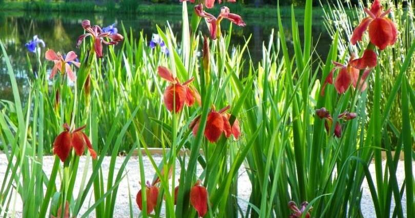 I have mounds of soil in my Louisiana garden. What is causing this? See Dan Gill's advice