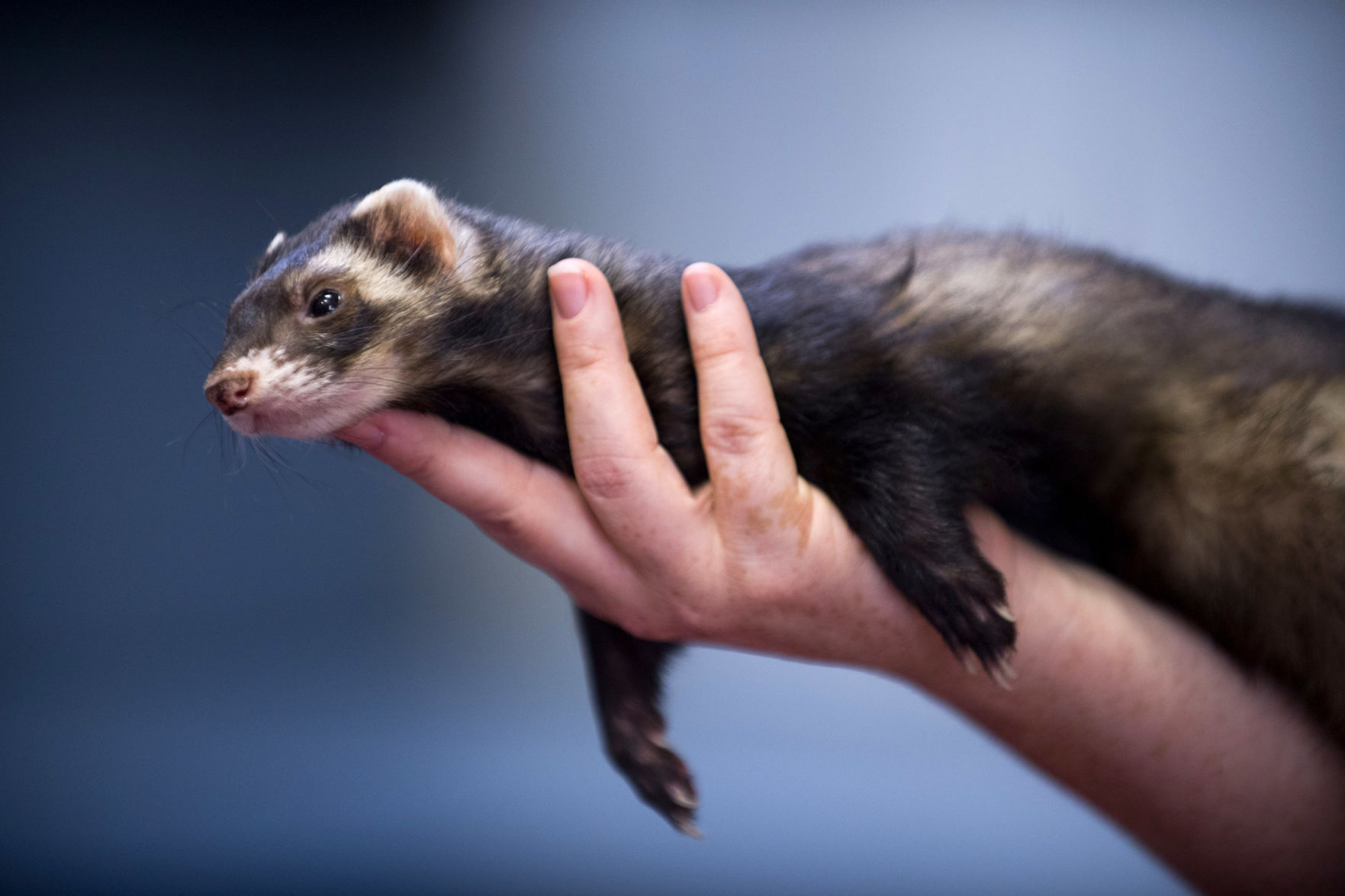 sutton pets and exotics