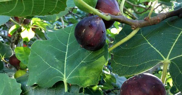 My fig tree has many green figs that have not ripened. Is this normal? See Dan Gill's advice.