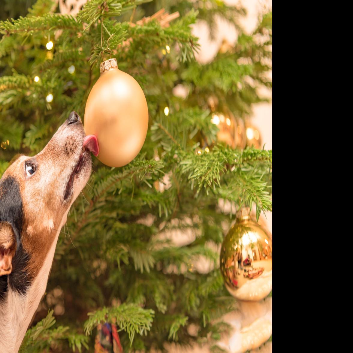 3 Things to Consider Before Giving a New Pet As a Gift - PetWellClinic