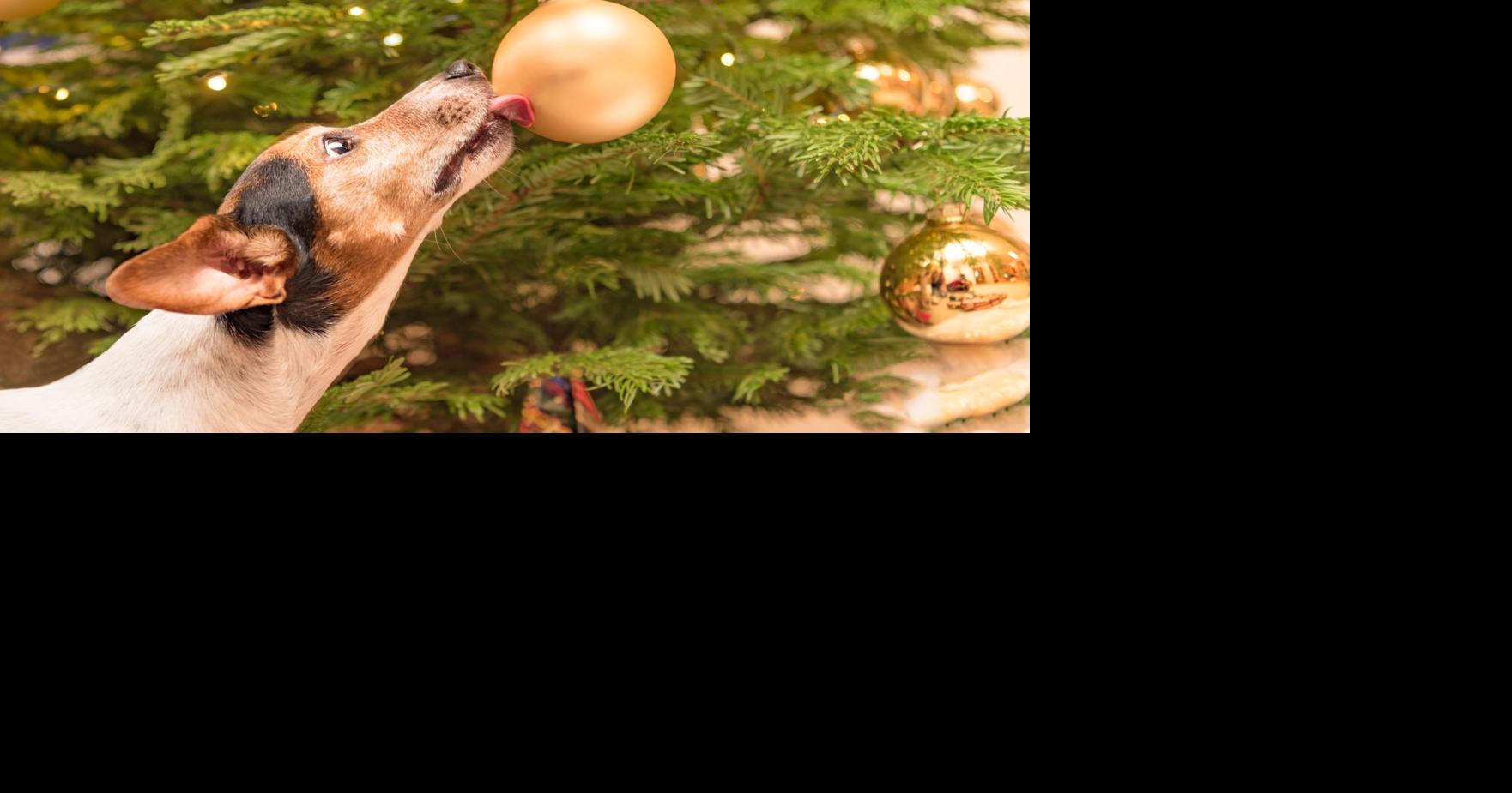 Pets can feel holiday stress, too. Here's how to help keep it to a minimum.