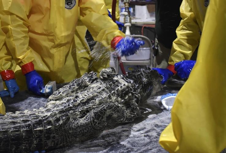 Gators fouled by diesel spill near Chalmette get a scrubbing, teeth cleaned, Environment