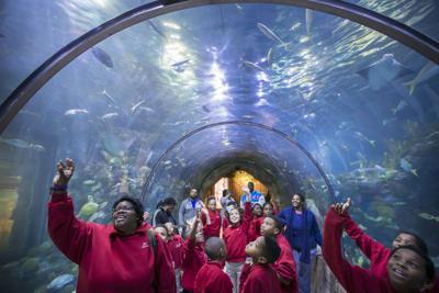 (Sponsored content) Audubon Aquarium Tunnel.JPG