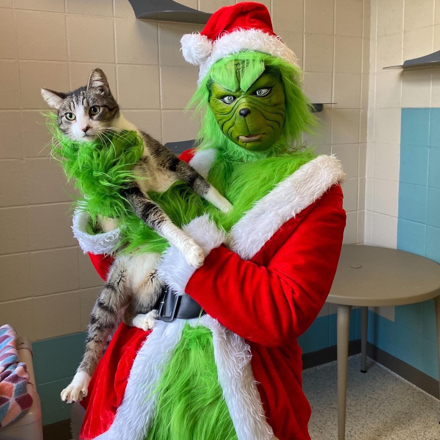 grinch outfit for cats