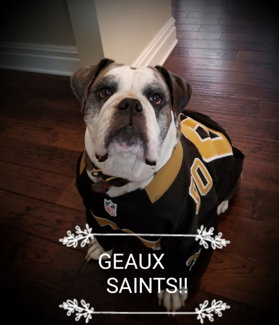 New Orleans Saints' furriest fans:  readers share their pet photos, Archive