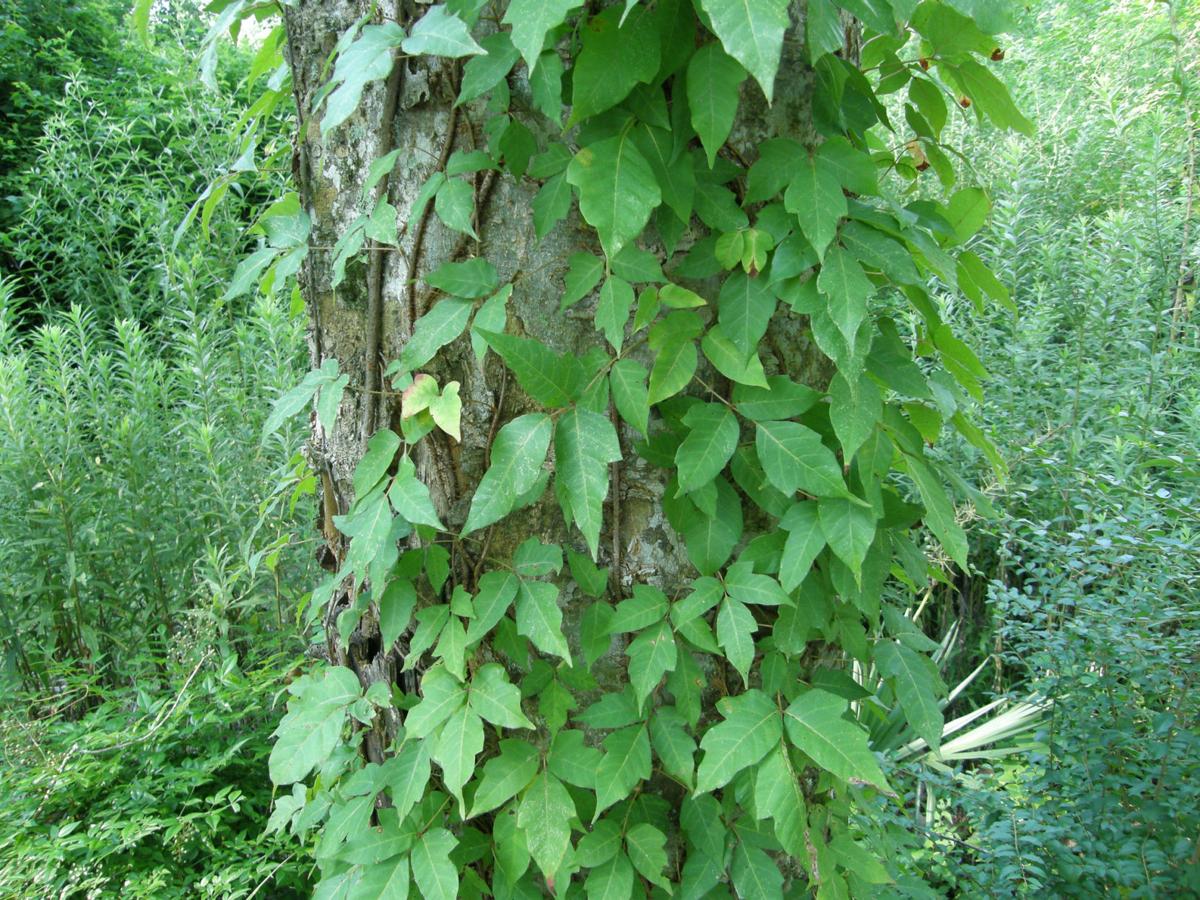 Poison Ivy How To Identify And Kill It Without Damaging Other Plants 