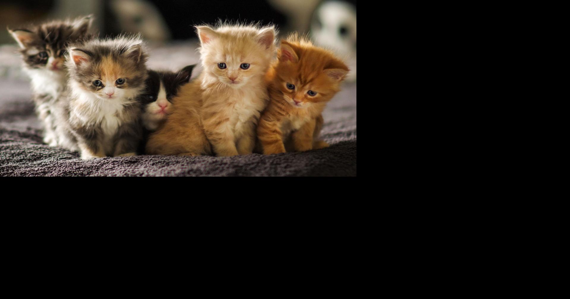 It's 'kitten season' in New Orleans, and here's why you should get one