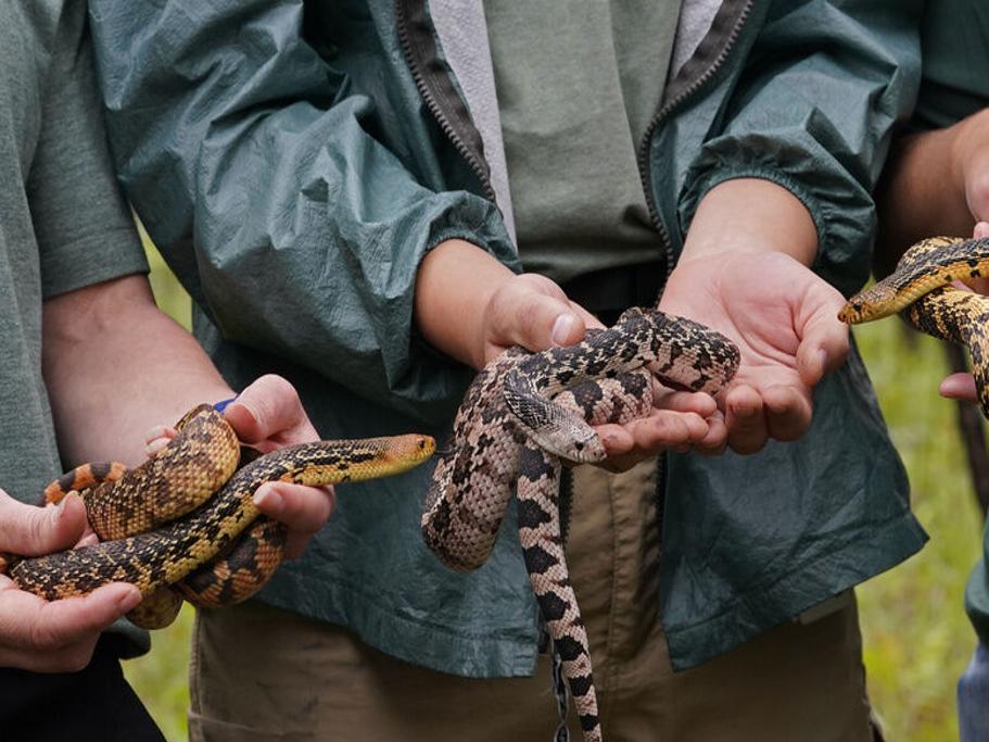 Heinous' Killing of Snakes Puts Spotlight on Florida Wildlife Officers