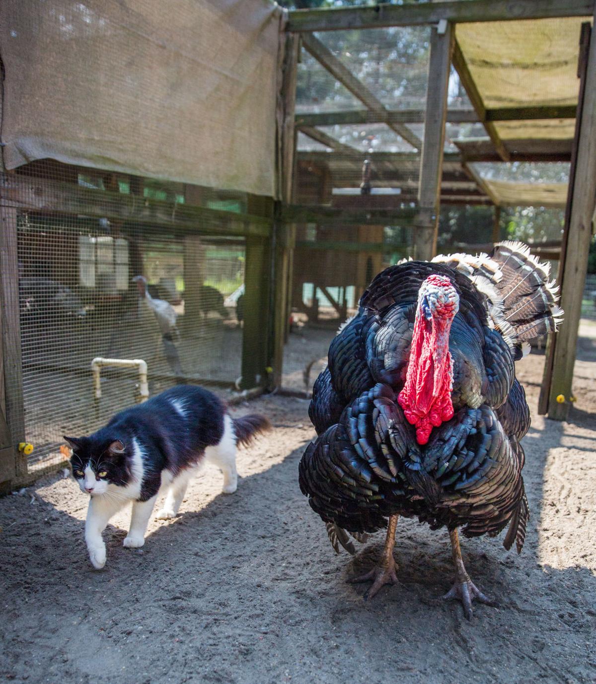 Big Sky Promotes Education Compassion When It Comes To Stray