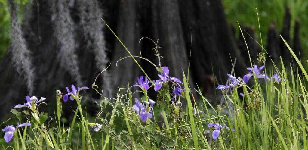 It's a net gain of Louisiana irises: Divide them now, then use the