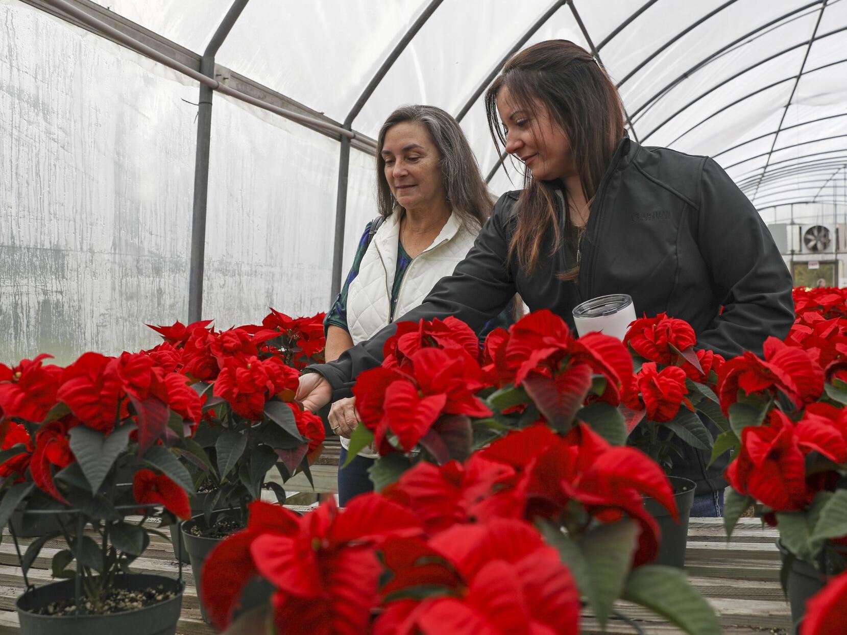 Can I plant my poinsettias into the garden? Sure, but don't expect blooms  like the original plants' | Home/Garden | nola.com