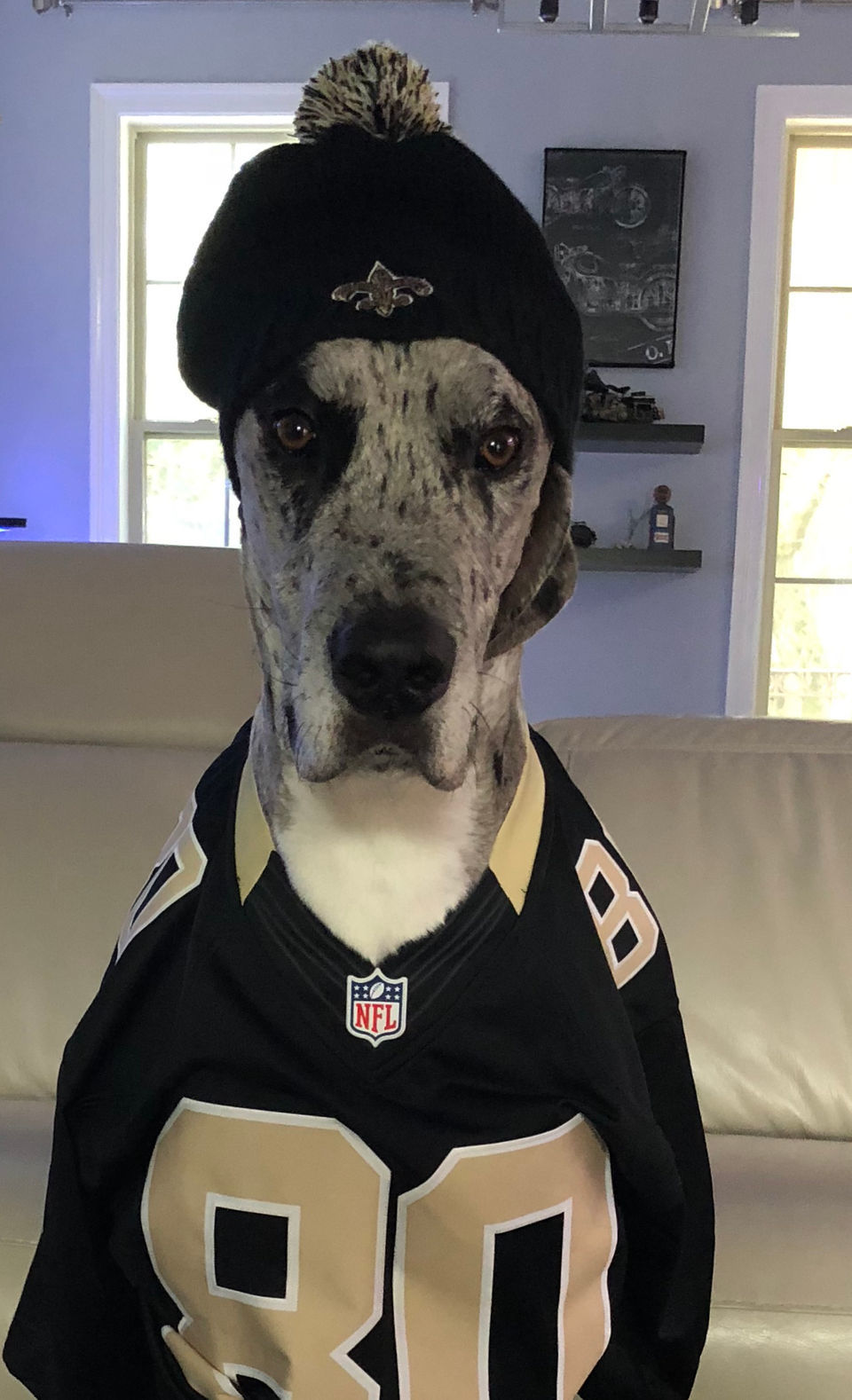 New Orleans Saints' furriest fans:  readers share their pet photos, Archive