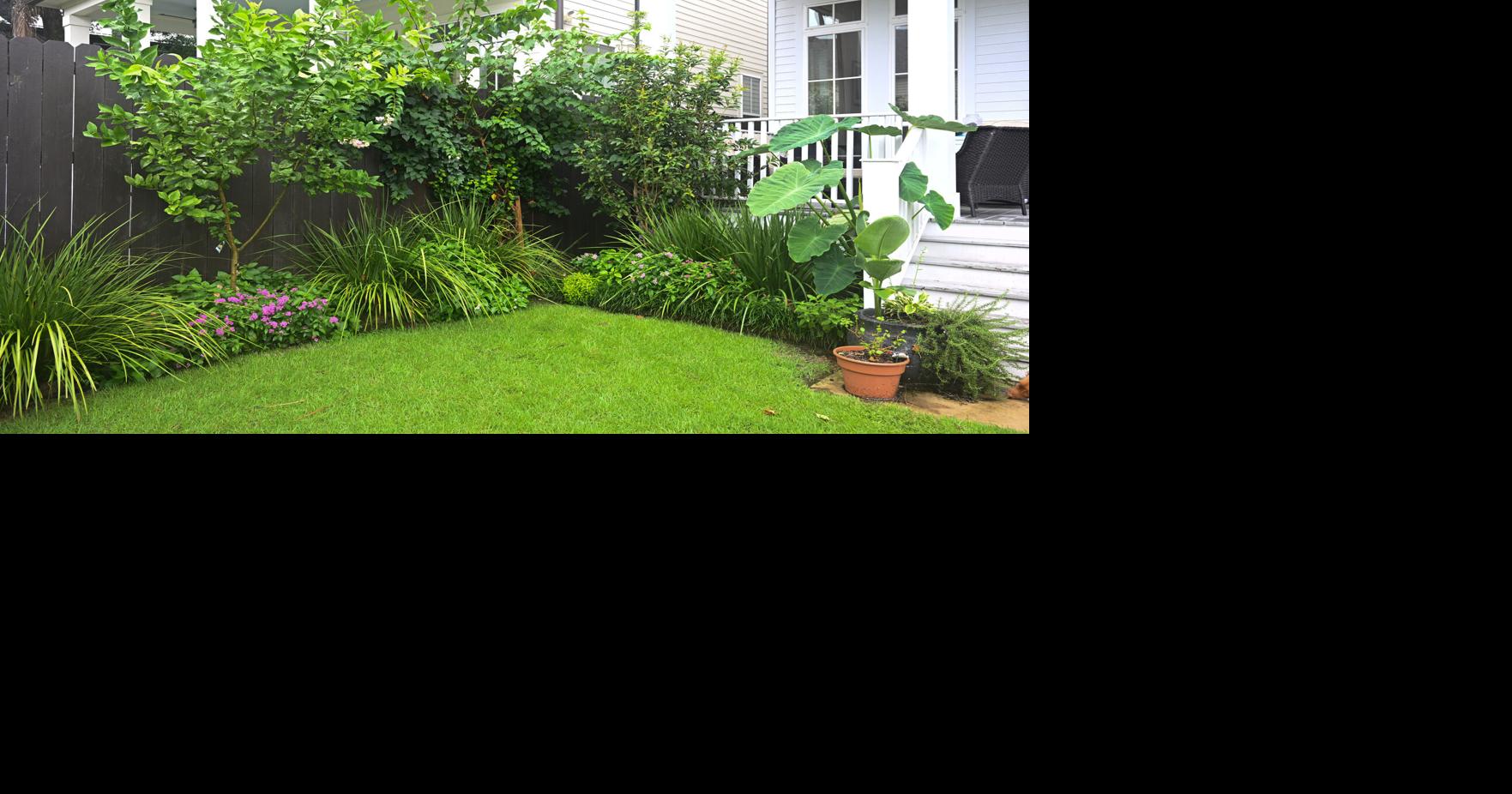 In early September in Louisiana, you can still lay St. Augustine sod to repair bare lawn spots
