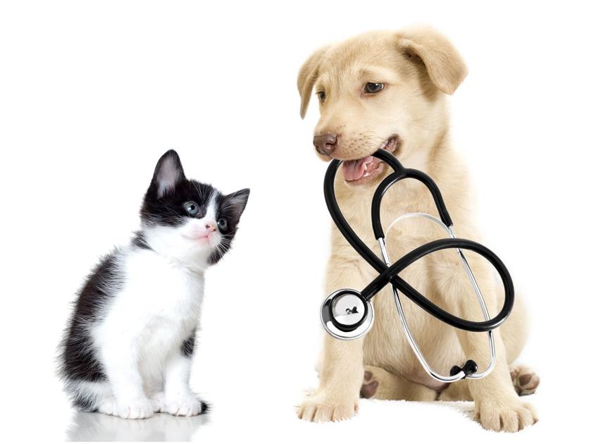 Where To Find Low Cost Pet Care In New Orleans Pets Nola Com