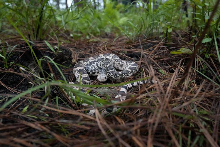 Memphis 'snake factory' transplants slither into their new home in  Louisiana