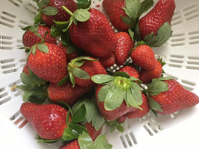 2017 ripe to be a great year for Louisiana strawberries Where NOLA
