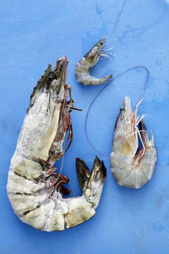Massive tiger shrimp invaders likely have settled in Louisiana to