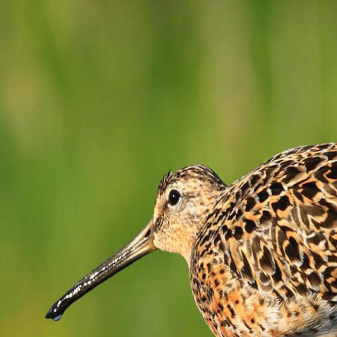 The wetlands that defend New Orleans from storms are dying ...