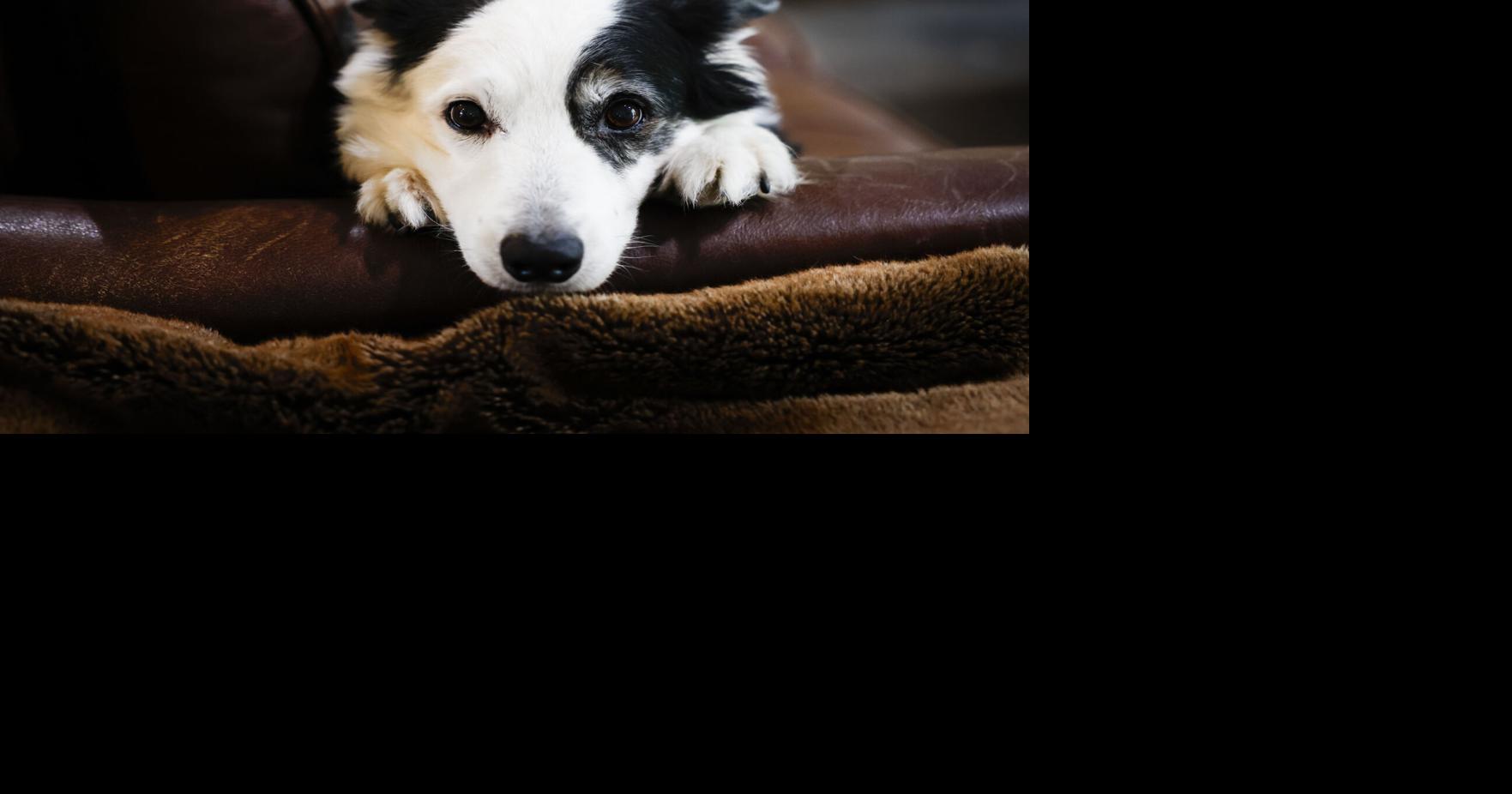 What pet sitters need to know beyond food and routine care for your pets