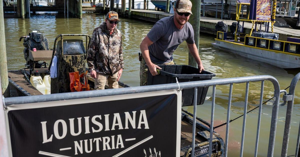Nutria Rodeo Louisiana nutria rodeo takes aim at harmful invasive species | News ...