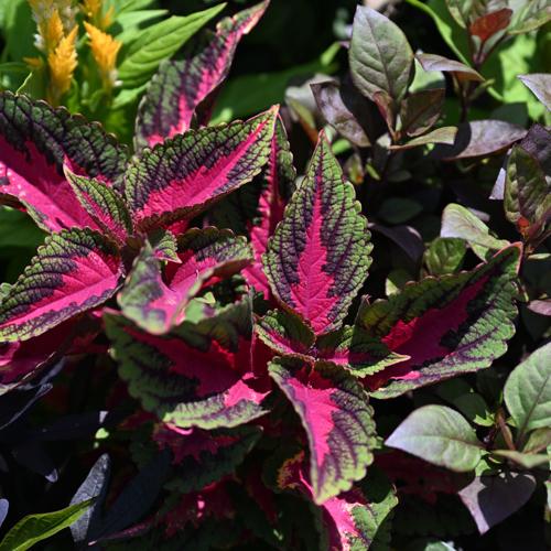 cuba plant Hemianthus Callitrichoides 'Cuba' UNS Tissue Culture (Dwarf Baby Tears)