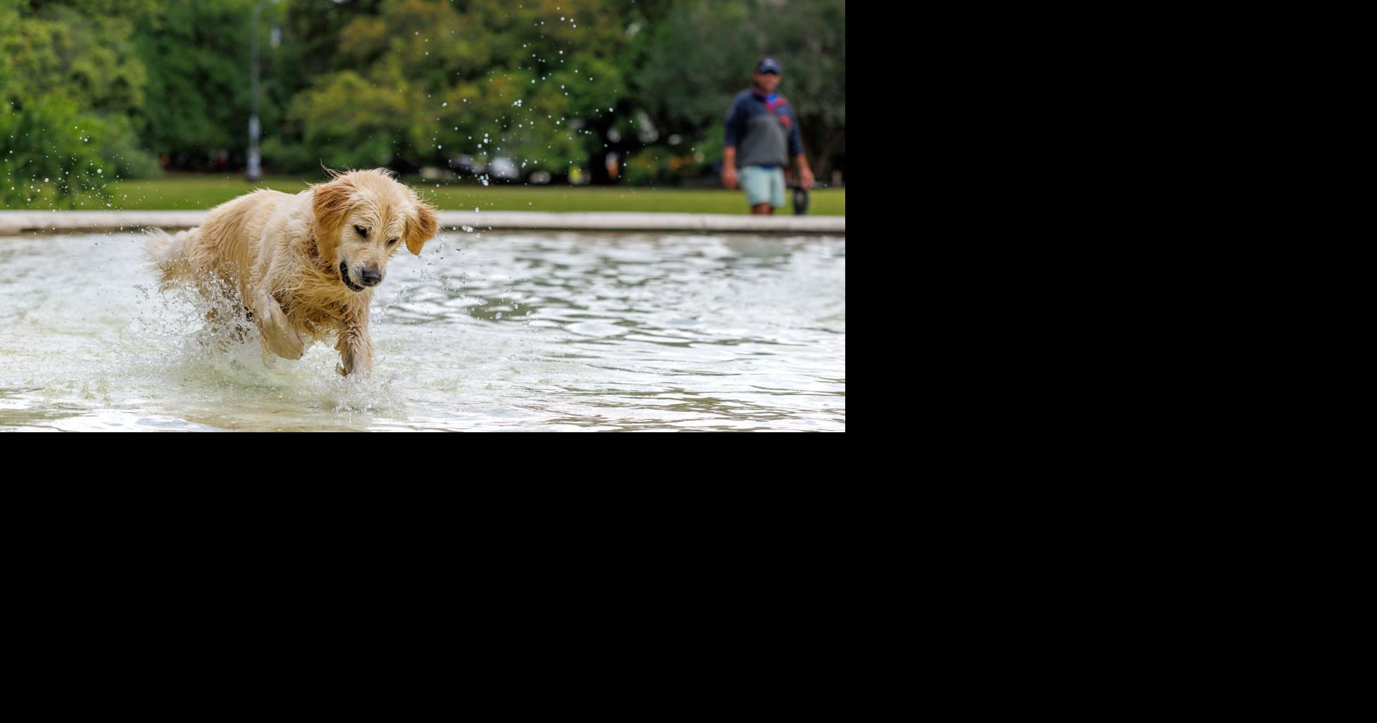 Dog's looking a little bigger this summer? Here are tips to handle a little summer weight gain.