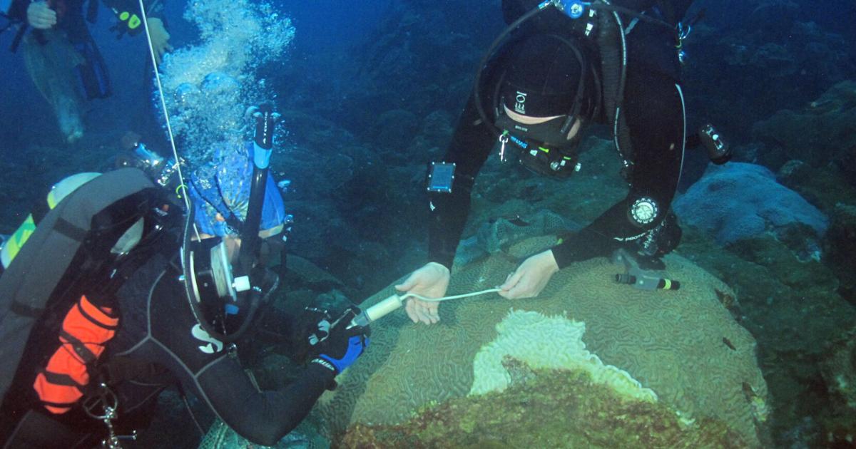 Scientists less sure what’s killing Gulf of Mexico corals | Environment
