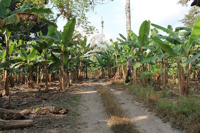 single banana tree