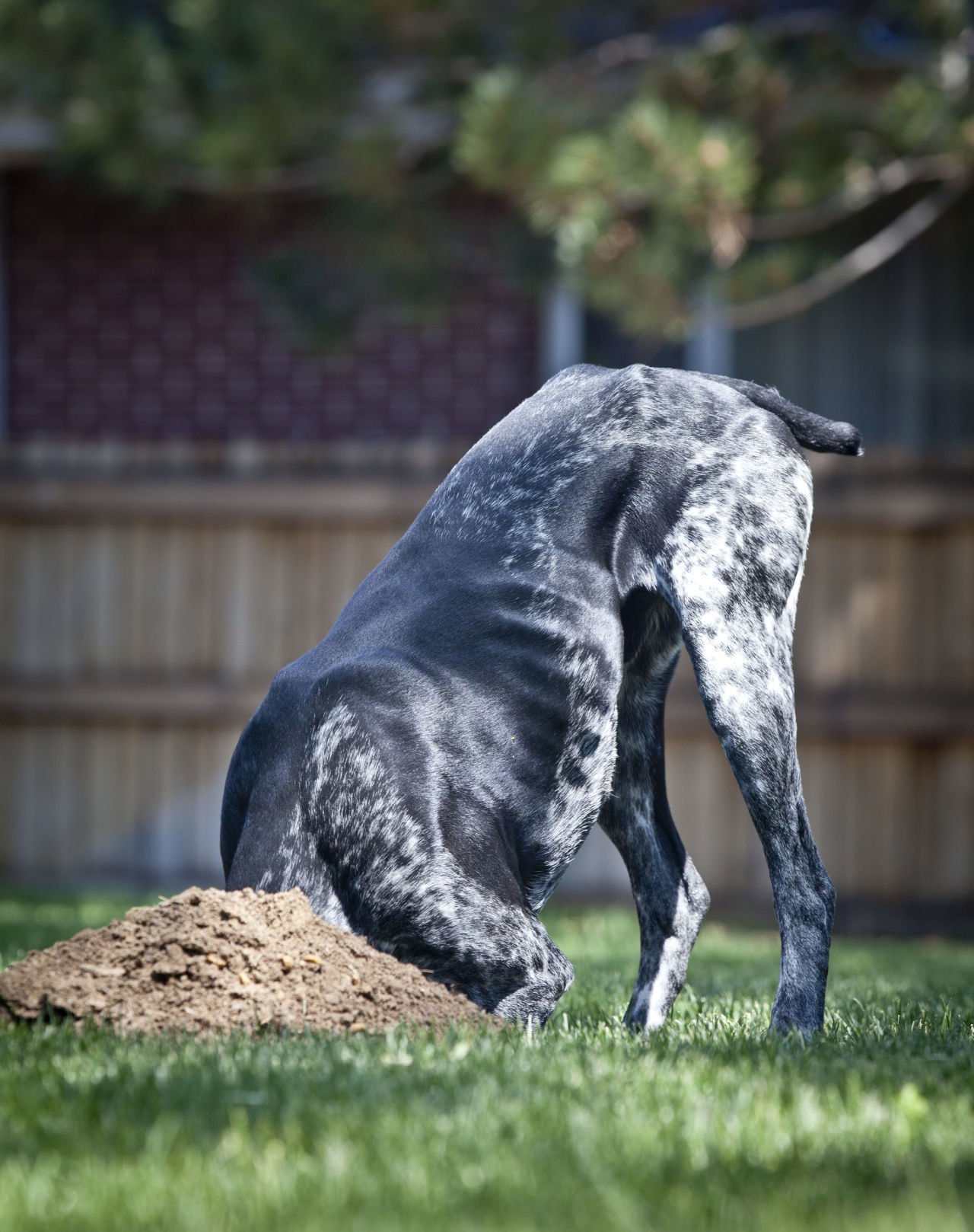 Dog keeps clearance escaping