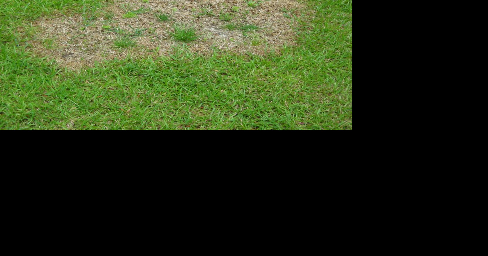 Does your lawn have a springy feel when you walk on it? See Dan Gill's advice.