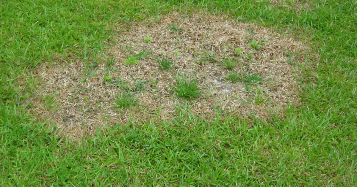 Heavy Thatch Plant advice: Excessive thatch can lead to a springy lawn | Home/Garden ...