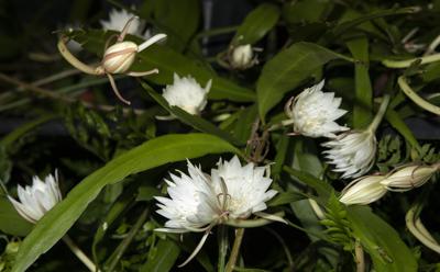 How to Plant, Grow, and Care For Night Blooming Cereus