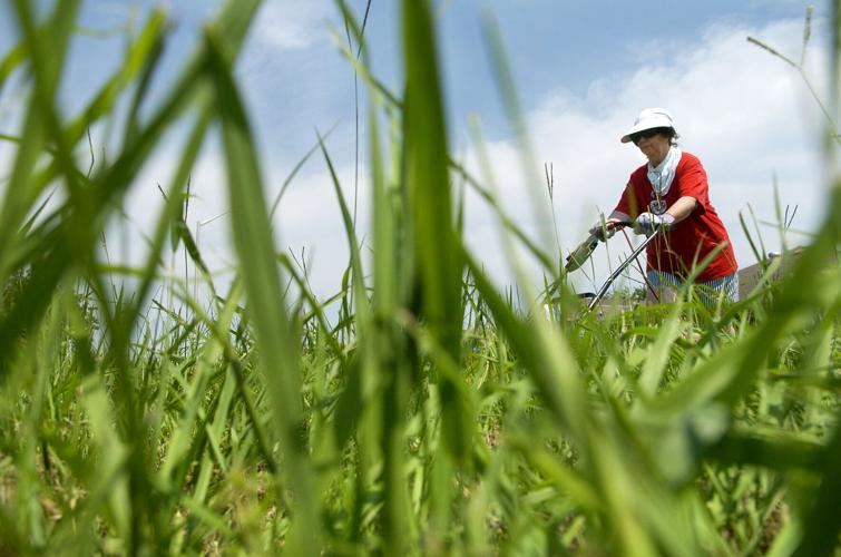 Treat lawn weeds now Dan Gill's advice Home/Garden