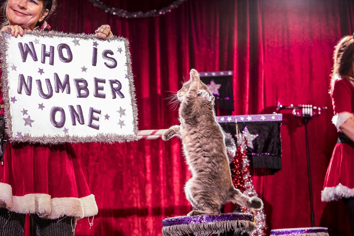And A Happy New Purr The Amazing Acro Cats Return To New Orleans