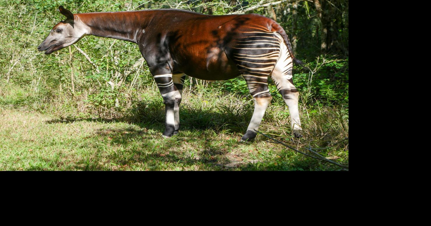 Endangered Okapi Asili Nears Birth of First Calf