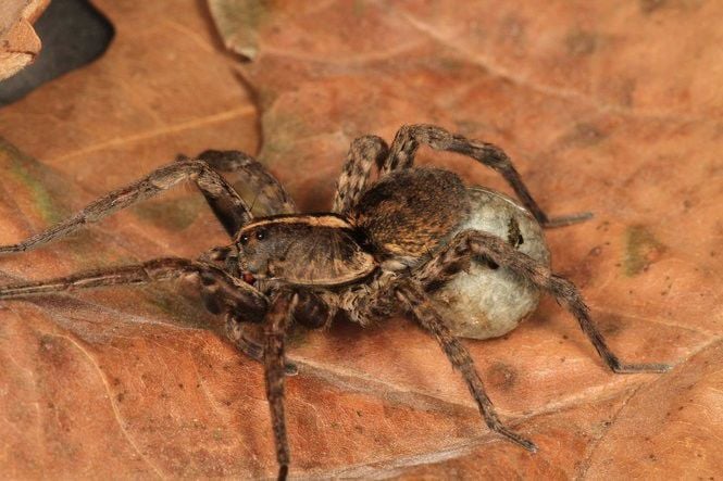 Worried About Louisiana Spiders Here Are 16 Species With Photos You Could Run Into Environment Nola Com