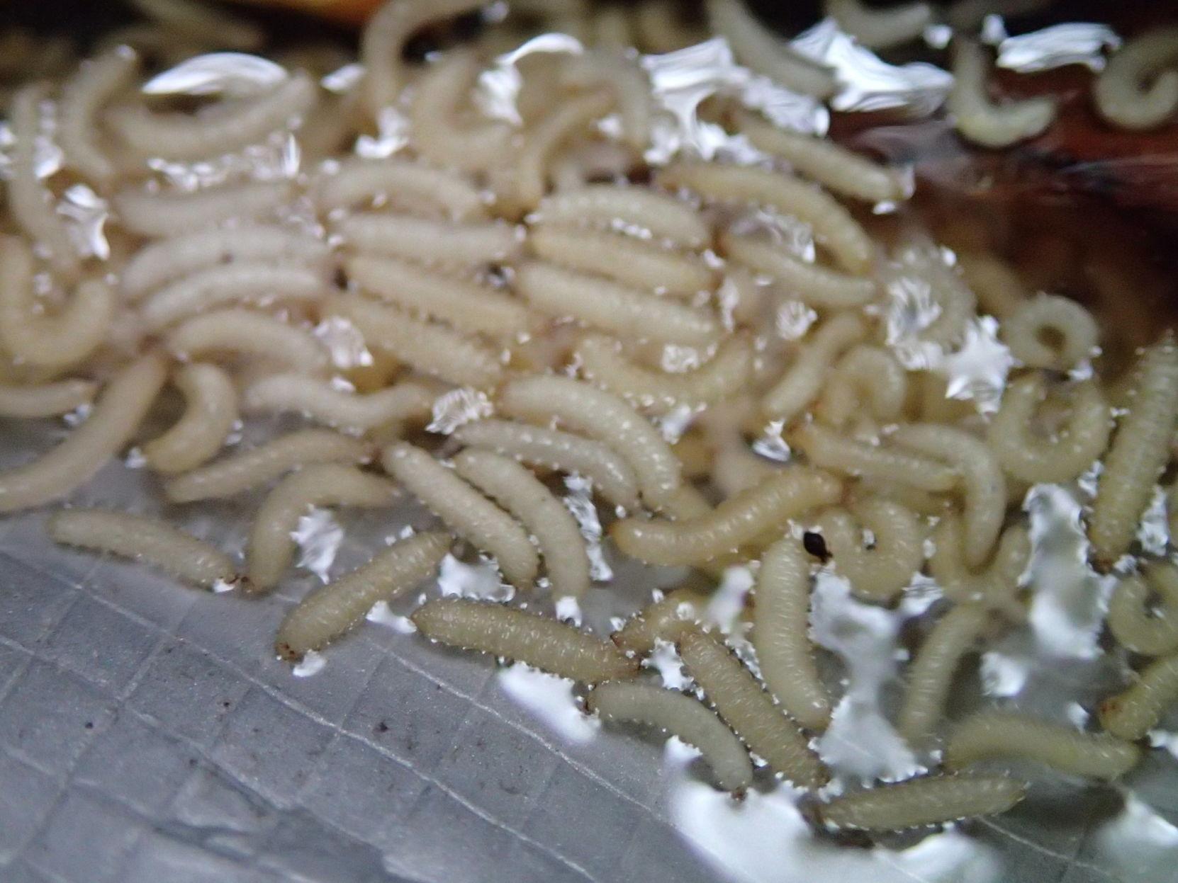 What are those tiny yellowish worms falling out of pine trees? Dan Gill's  mailbag, Home/Garden