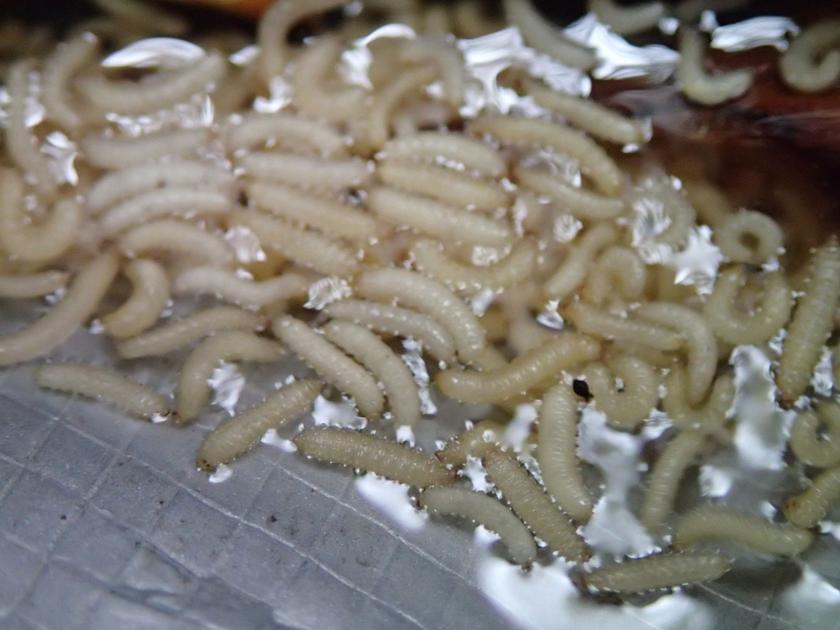 What are those tiny yellowish worms falling out of pine trees? Dan Gill