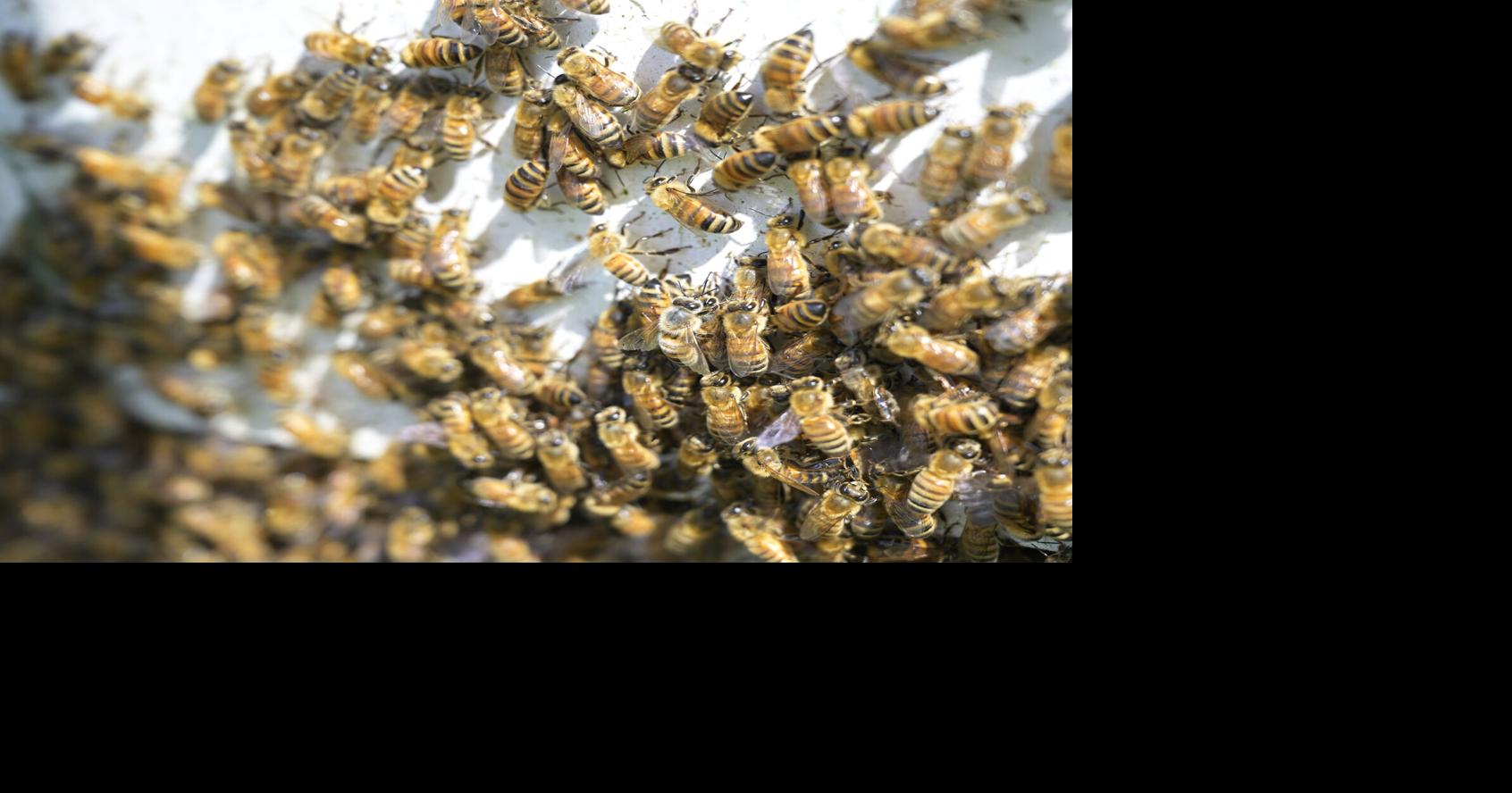 From reduced bee deaths in Oregon to vaccine access in Africa, here are three stories of progress