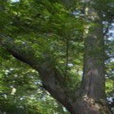 Cat Island National Wildlife Refuge Management To Be Discussed At