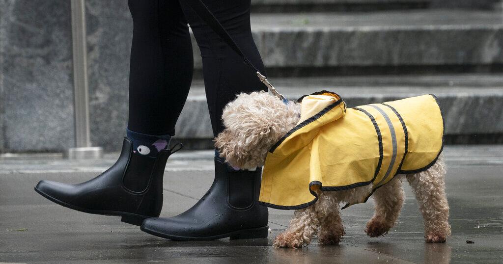 Summer pop-up storms can send pets into panic mode. Here’s what to do.