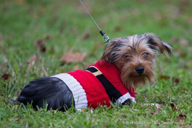 See photos from the 2018 Harahan Christmas Parade News